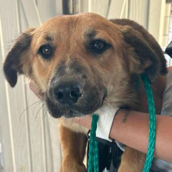 Charlie 26-10-061 -  Shepherd Dog for Adoption in Bastrop, Texas - Charlie 26-10-061 | PetCurious