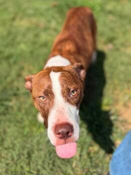 Diamond -  Mixed Breed Dog for Adoption in Leitchfield, Kentucky - Diamond | PetCurious