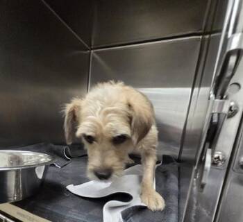 FOXY BROWN -  Cairn Terrier and Mixed Breed Dog for Adoption in St. Louis, Missouri - FOXY BROWN | PetCurious