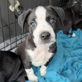 Pit Bull Terrier Dogs Available for Adoption in Columbia, South Carolina - Palmer