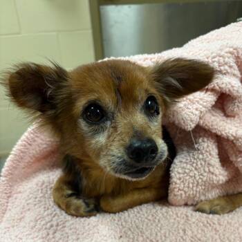 Mixed Breed Dogs Available for Adoption - Corbin | PetCurious