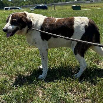 Coonhound and Mixed Breed Dogs Available for Adoption in Hackett, Arkansas - Cooper | PetCurious
