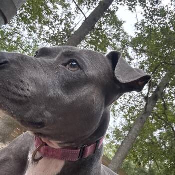 Aurora 29915 -  Mixed Breed Dog for Adoption in Middleburg, Florida - Aurora 29915 | PetCurious
