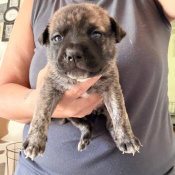 Phoenix -  English Bulldog Dog for Adoption in Sacramento, California - Phoenix | PetCurious