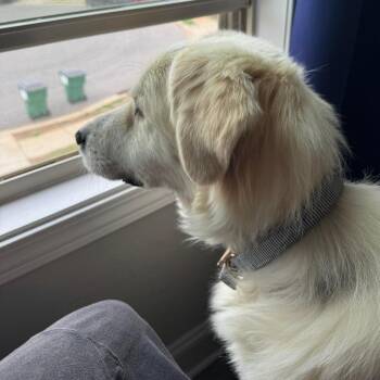 Great Pyrenees Dogs Available for Adoption - Francine | PetCurious