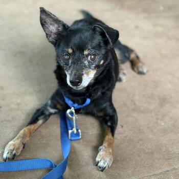 Hyde -  Chihuahua Dog for Adoption in Huntsville, Alabama - Hyde | PetCurious