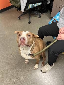 Pit Bull Terrier Dogs Available for Adoption in Greenfield, Indiana - Bam | PetCurious