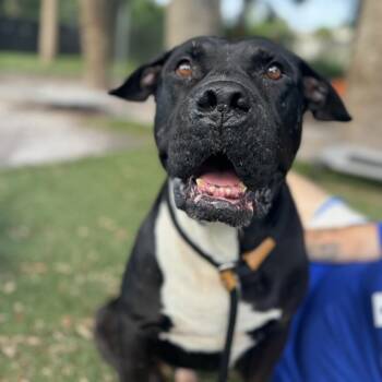 English Bulldog and Mixed Breed Dogs Available for Adoption in Port Richey, Florida - Carrot Cake | PetCurious