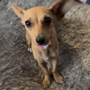 Nefertiti -  Chihuahua and Dachshund Dog for Adoption in Las Vegas, Nevada - Nefertiti | PetCurious