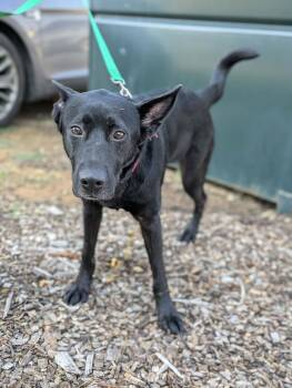 Ace -  Mixed Breed Dog for Adoption in Huntsville, Alabama - Ace | PetCurious