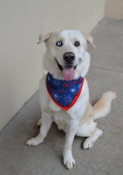 Patriot -  Husky Dog for Adoption in Mckinney, Texas - Patriot | PetCurious