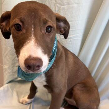 Angelica -  Mixed Breed Dog for Adoption in Canal Winchester, Ohio - Angelica | PetCurious