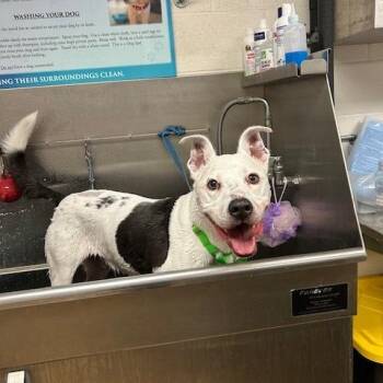 Cattle Dog Dogs Available for Adoption in Ramona, California - Howie | PetCurious