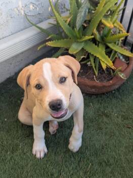Mixed Breed and Boxer Dogs Available for Adoption in Bellflower, California - OAKLEY  | PetCurious