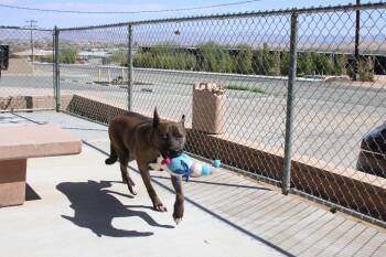 Iris -  Shepherd Dog for Adoption in Twentynine Palms, California - Iris | PetCurious