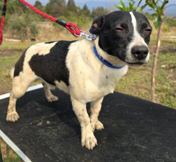 Billy -  Jack Russell Terrier and Corgi Dog for Adoption in San Francisco, California - Billy | PetCurious