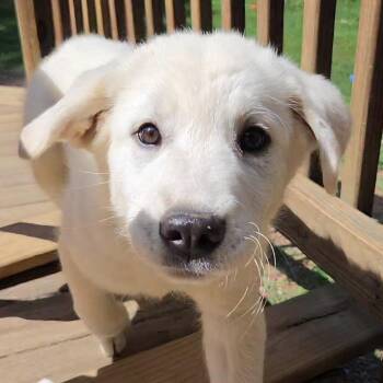 Mynnie -  Great Pyrenees and Mixed Breed Dog for Adoption in Fredericksburg, Virginia - Mynnie | PetCurious