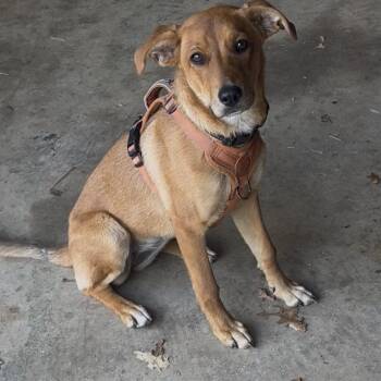 Bisquick -  Terrier Dog for Adoption in Grass Valley, California - Bisquick | PetCurious
