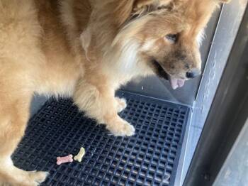 HANDSOME -  Chow Chow Dog for Adoption in Dallas, Texas - HANDSOME | PetCurious