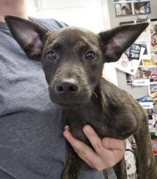 Osiris -  Mixed Breed Dog for Adoption in East Brookfield, Massachusetts - Osiris | PetCurious