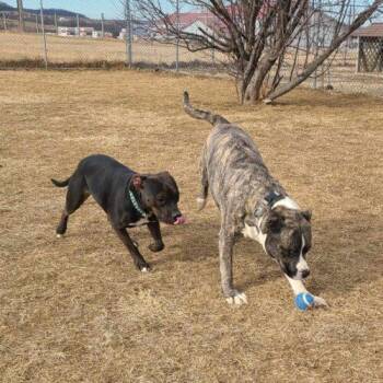Luna (Bonded with Hunter) -  Pit Bull Terrier and Mixed Breed Dog for Adoption in Elizabeth, Illinois - Luna (Bonded With Hunter) | PetCurious