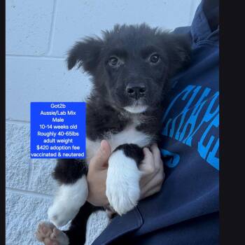 Australian Shepherd and Labrador Retriever Dogs Available for Adoption in Oviedo, Florida - Got2b | PetCurious