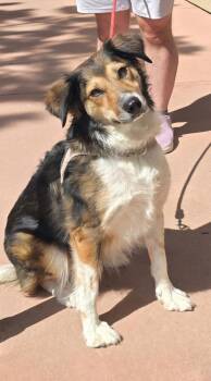 Pip -  Australian Shepherd and Collie Dog for Adoption in Estes Park, Colorado - Pip | PetCurious