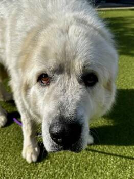 Mixed Breed Dogs Available for Adoption - Aaron | PetCurious