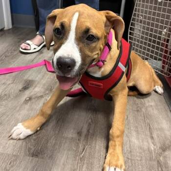 Little Baby -  Collie and Boxer Dog for Adoption in Stanhope, New Jersey - Little Baby | PetCurious
