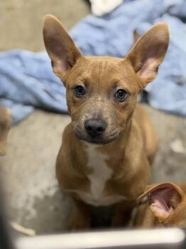 Cafe Mocha -  Pit Bull Terrier Dog for Adoption in Sacramento, California - Cafe Mocha | PetCurious