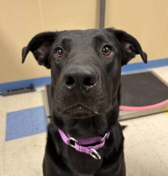 Labrador Retriever and Alaskan Malamute Dogs Available for Adoption in Sioux City, Iowa - Morpheus | PetCurious