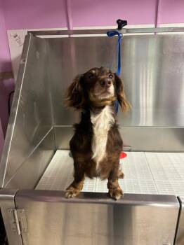 Dachshund Dogs Available for Adoption - Brownie | PetCurious