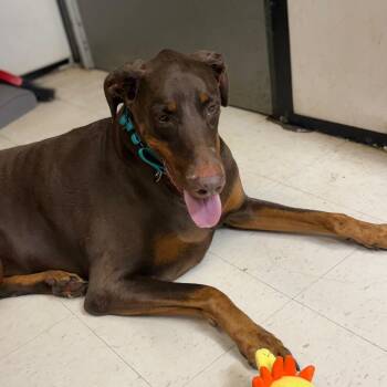 Knox -  Doberman Pinscher Dog for Adoption in Lake Jackson, Texas - Knox | PetCurious