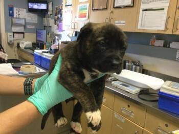 German Shepherd Dog and Australian Shepherd Dogs Available for Adoption in Riverside, California - SCALLOPED | PetCurious