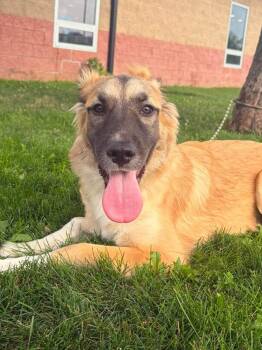Nala -  German Shepherd Dog and Great Pyrenees Dog for Adoption in Maryville, Missouri - Nala | PetCurious