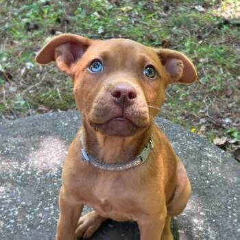 Adidas -  Hound Dog for Adoption in Wake Forest, North Carolina - Adidas | PetCurious