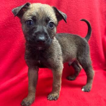 Celery -  Shepherd Dog for Adoption in San Antonio, Texas - Celery | PetCurious