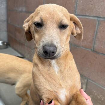 Demi -  Dachshund and Mixed Breed Dog for Adoption in Goleta, California - Demi | PetCurious