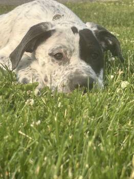 Rescue Terrier Dogs for Adoption in Waterloo, Iowa - Donald | PetCurious