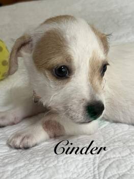 Cinder -  Australian Cattle Dog Blue Heeler Dog for Adoption in Pawleys Island, South Carolina - Cinder | PetCurious