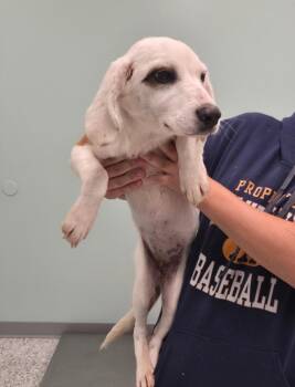 Terrier Dogs Available for Adoption in Athens, Tennessee - Willow | PetCurious