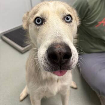 Dottie -  Husky Dog for Adoption in Abilene, Texas - Dottie | PetCurious