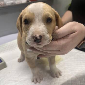 Harry -  Mixed Breed Dog for Adoption in Summerville, South Carolina - Harry | PetCurious