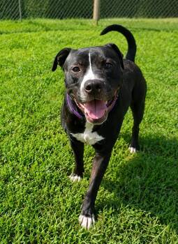 Miles -  Labrador Retriever and Pit Bull Terrier Dog for Adoption in Chicago, Illinois - Miles | PetCurious