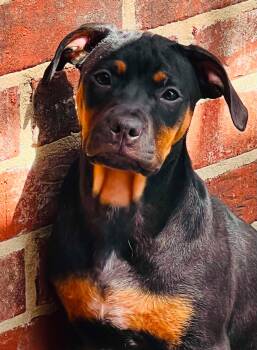 Podcast -  Basset Hound and Black Mouth Cur Dog for Adoption in Semmes, Alabama - Podcast | PetCurious