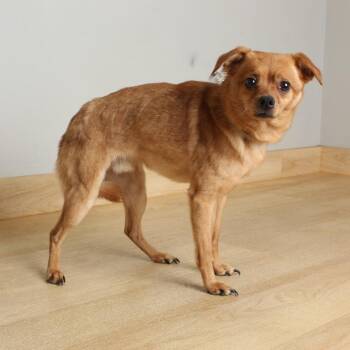Chihuahua and Mixed Breed Dogs Available for Adoption in Minnetonka, Minnesota - Raymond D69403 | PetCurious