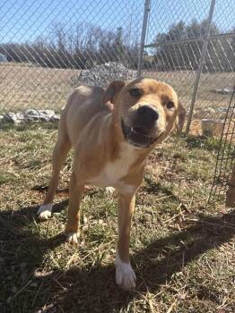 Yellow Labrador Retriever Dogs Available for Adoption - Shamrock | PetCurious