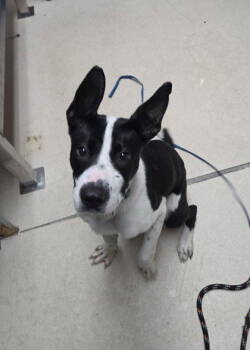 Rescue Border Collie Dogs for Adoption in Oakland, California - Lakeshore | PetCurious