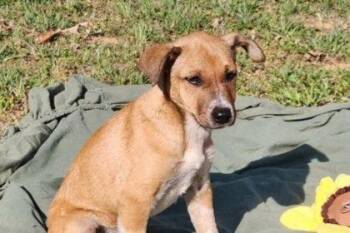 Mountain Cur and Standard Poodle Dogs Available for Adoption in Westland, Michigan - Anna | PetCurious