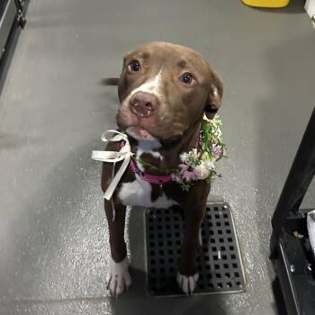 Labrador Retriever Dogs Available for Adoption in Fairfax Station, Virginia - Mocha | PetCurious